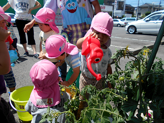 夏野菜の水やり